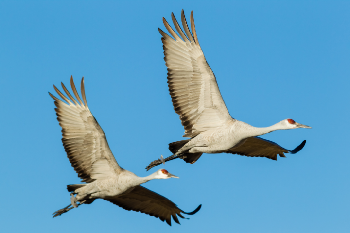 Yampa Valley Crane Festival Event